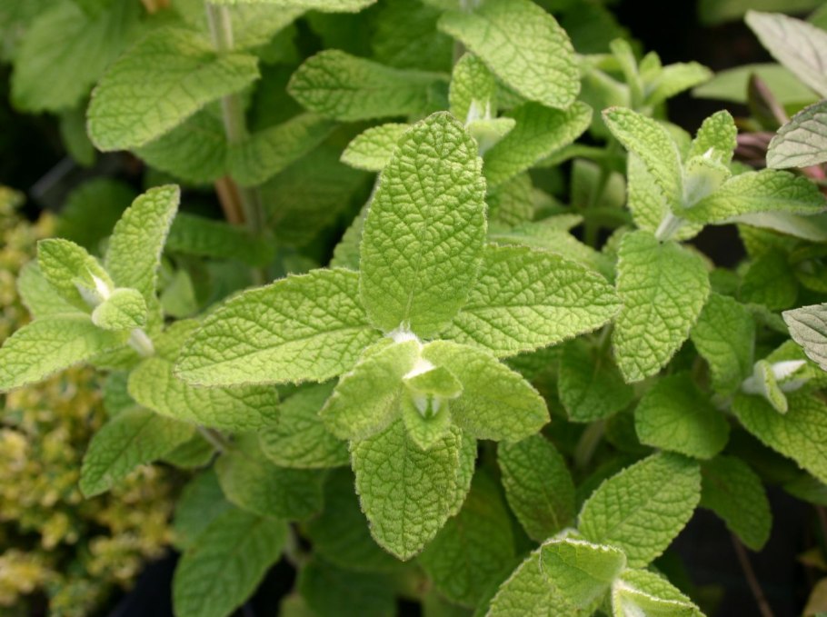 Мята круглолистная Апфелминце