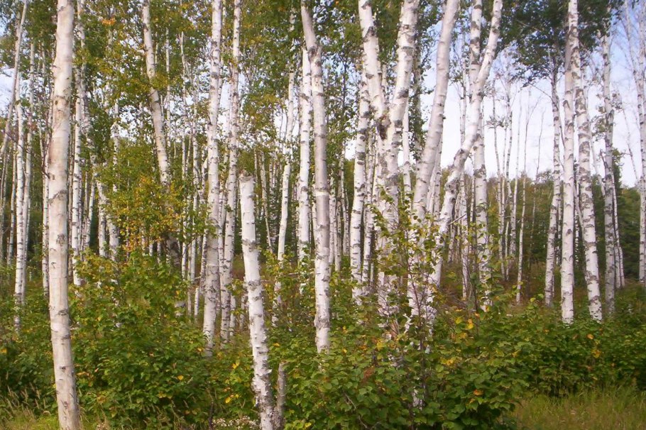 Береза летом крупным планом