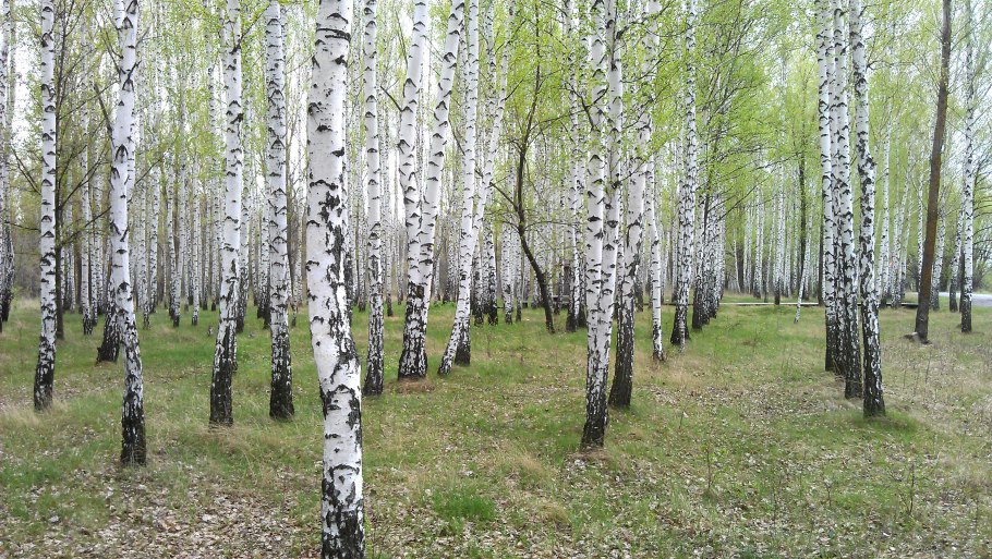 Берёза плосколистная