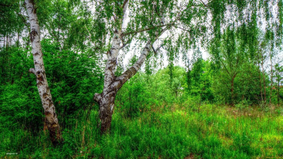 Ревда три берёзы