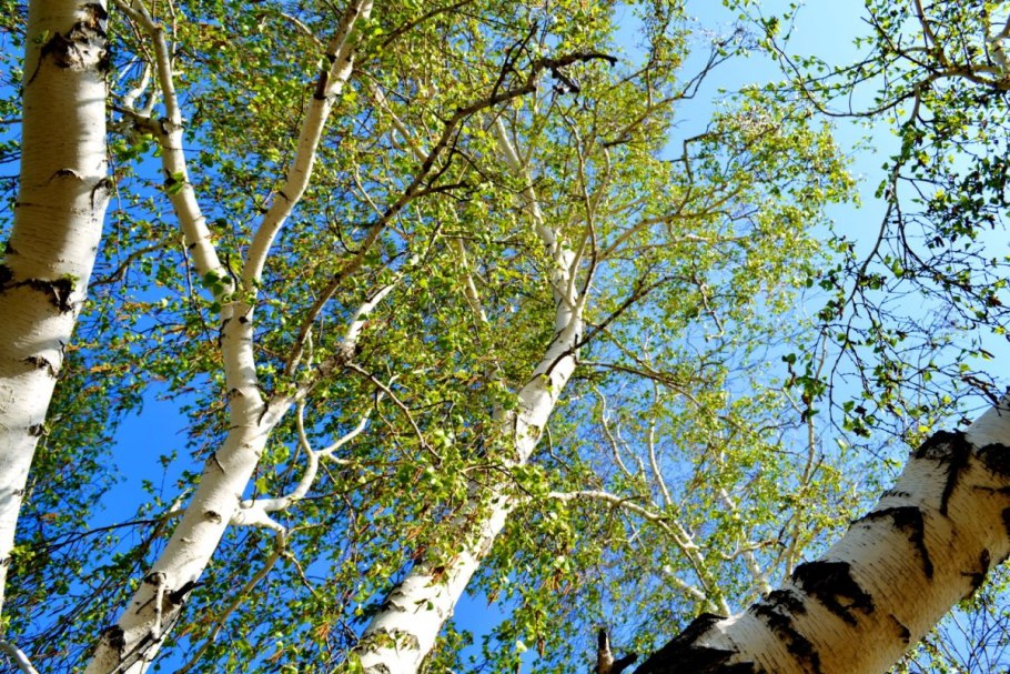 Анимация березы шумят