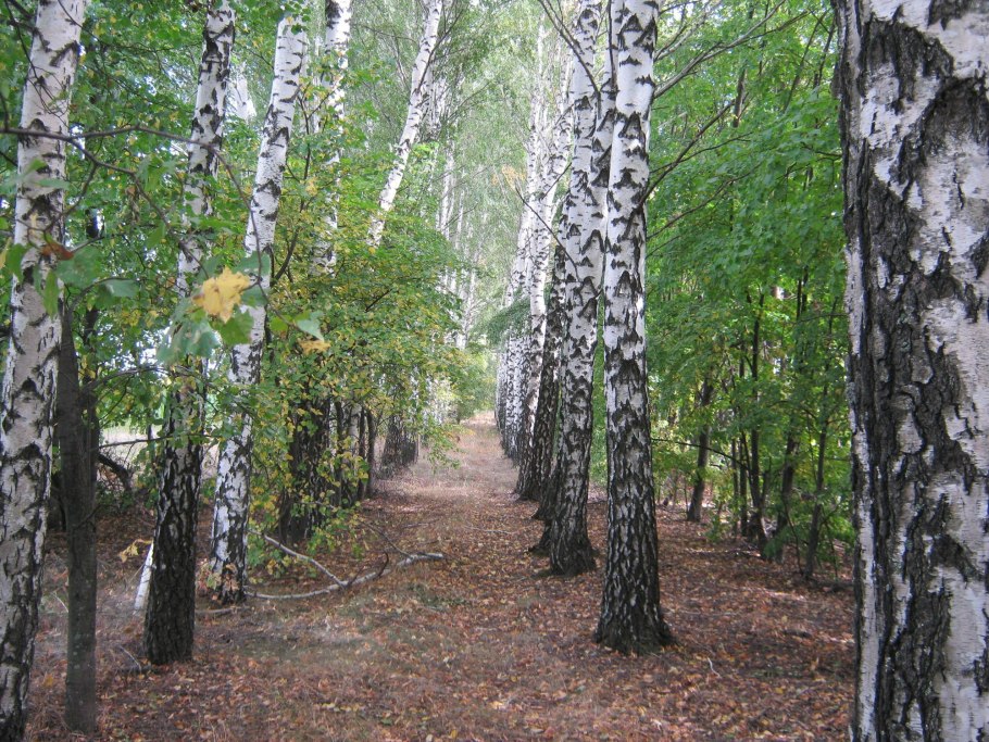 Береза картинка