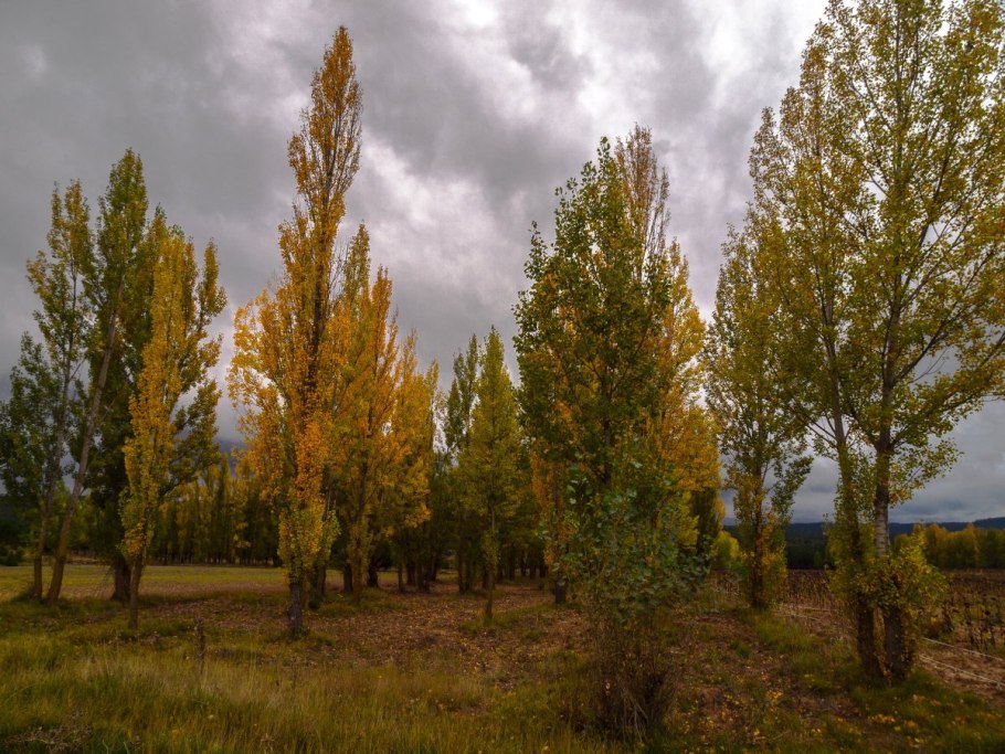 Береза бородавчатая ствол