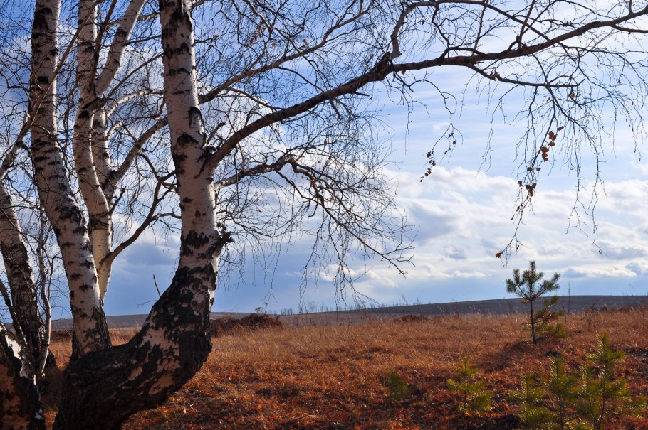 Береза повислая Betula pendula Roth