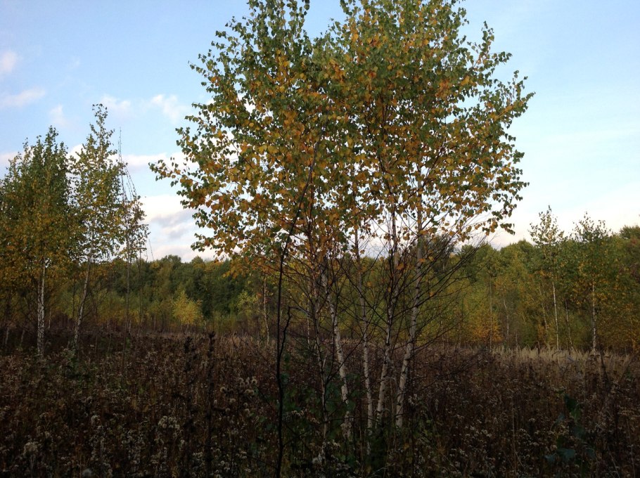 Космическая береза