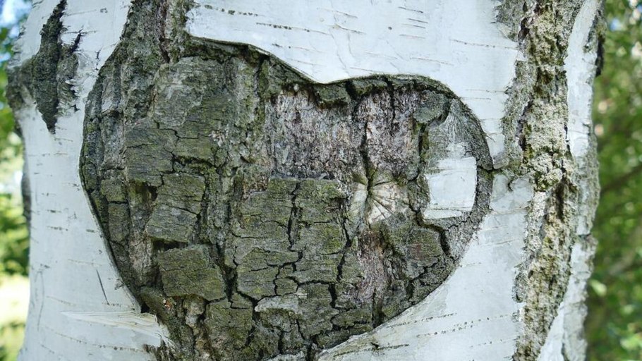 Природа деревья берёзы Кыргызстана