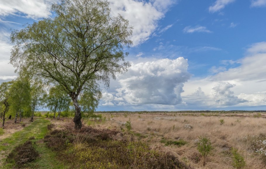 Береза весной