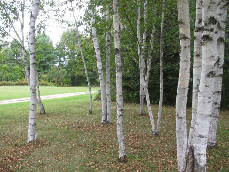 Березовая роща Ишим