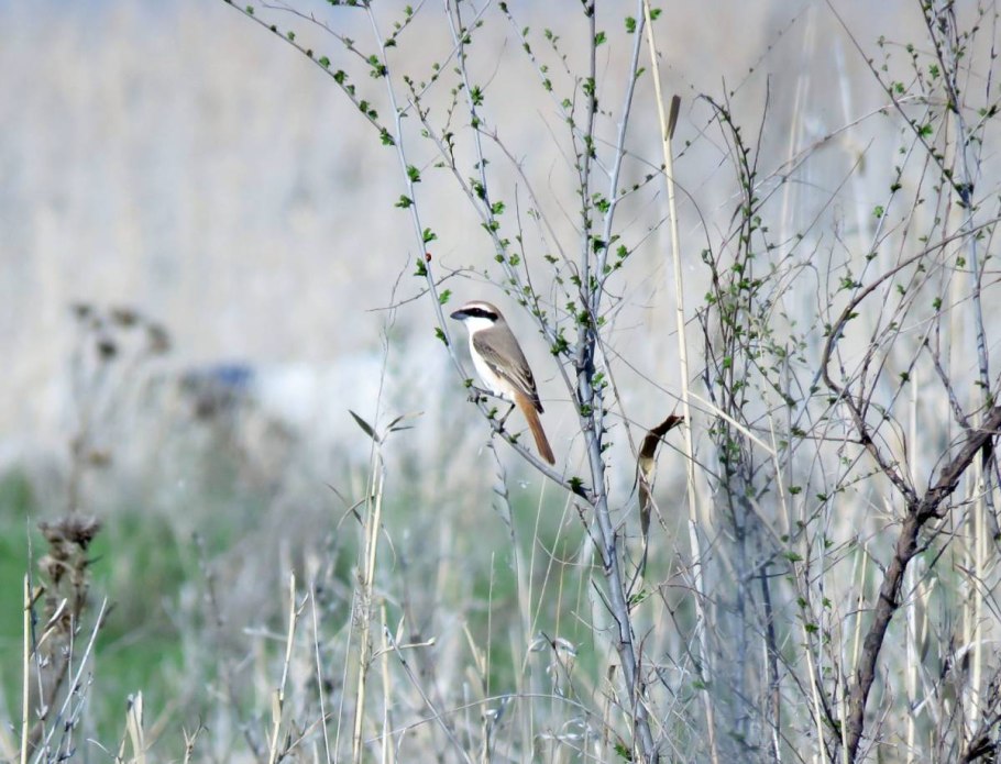 Старая береза