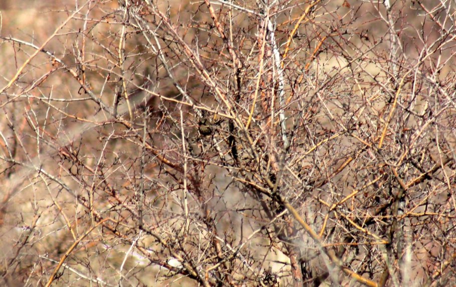 Одинокий Тополь в России