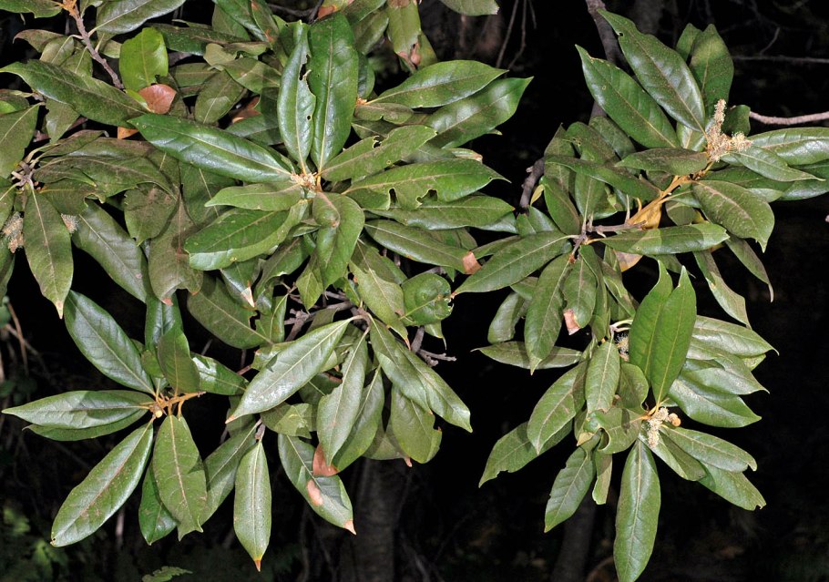 Castanopsis cuspidata