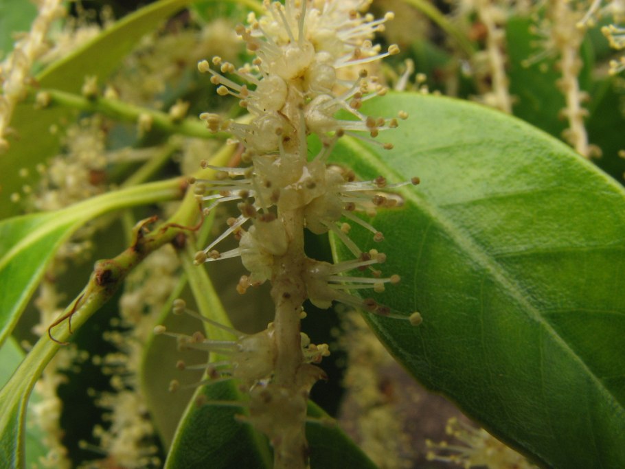 Каштанник Зибольда