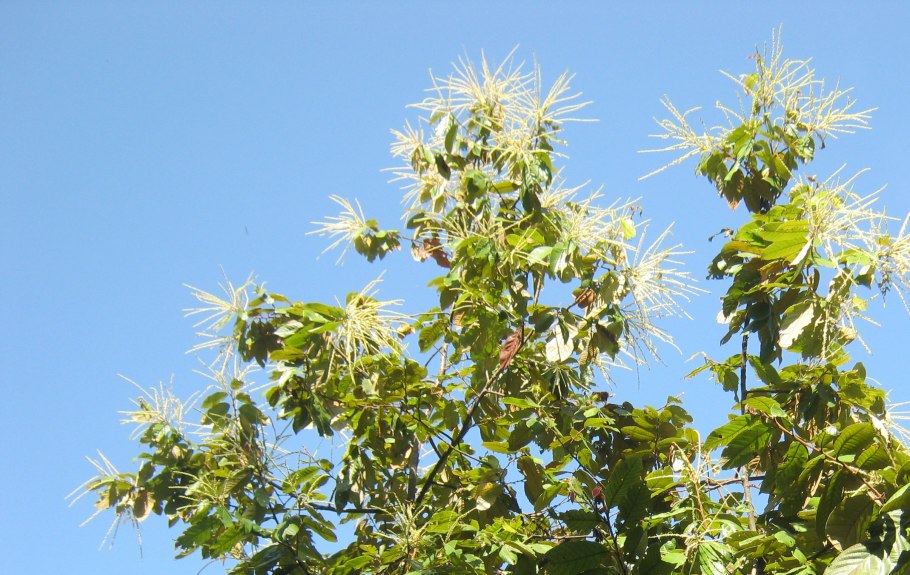 Castanopsis cuspidata