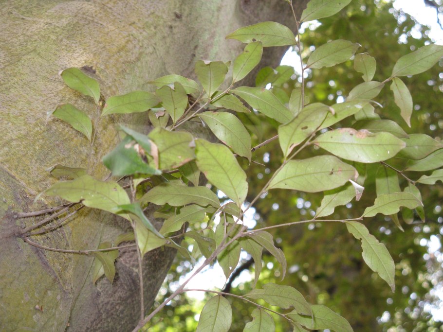 Castanopsis cuspidata