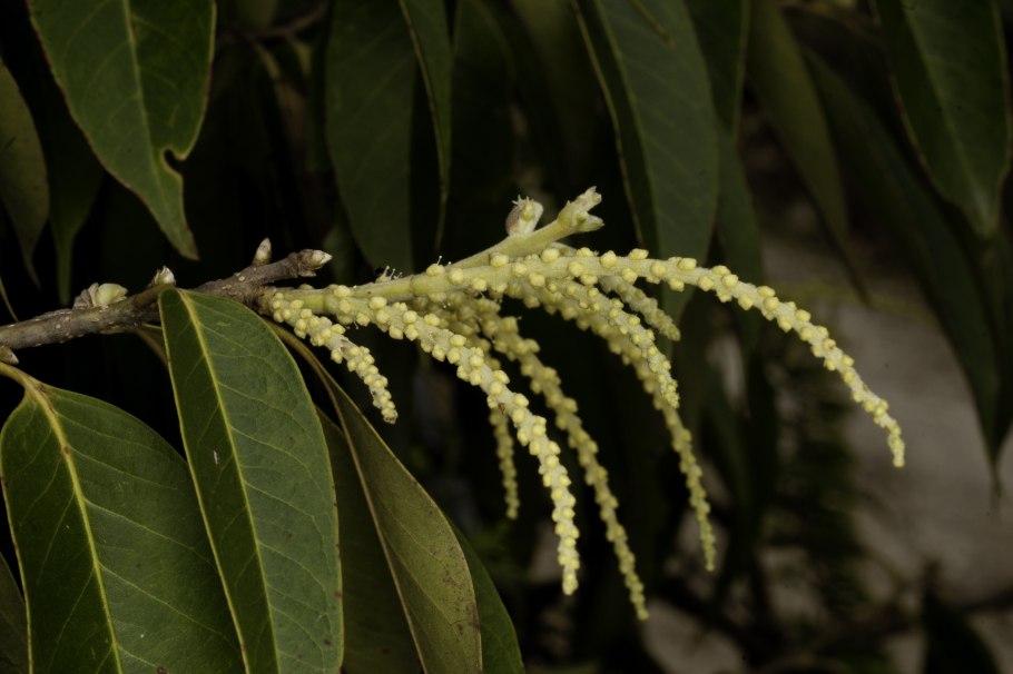 Castanopsis cuspidata