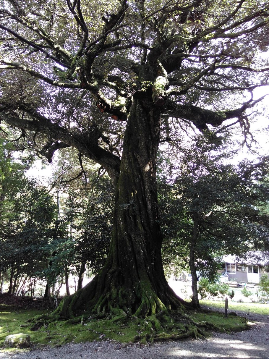 Castanopsis cuspidata var. Sieboldii
