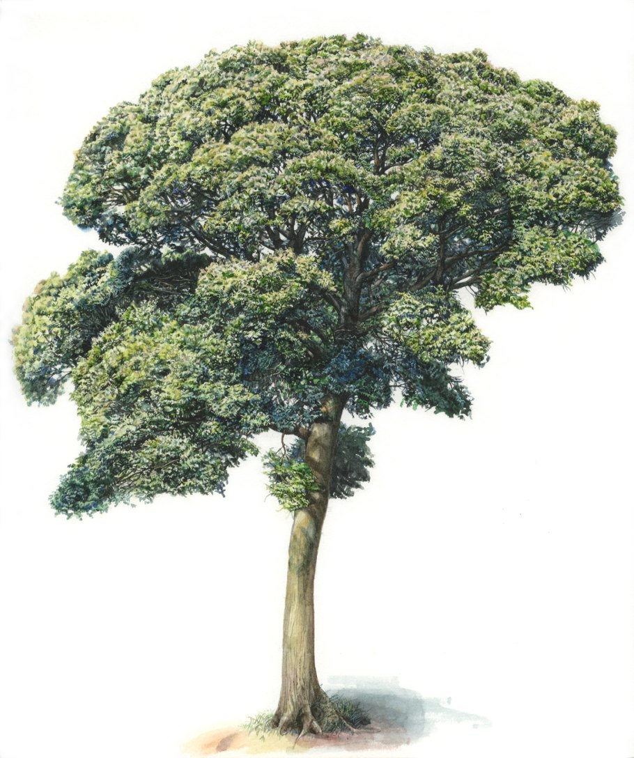 Пупырник куст