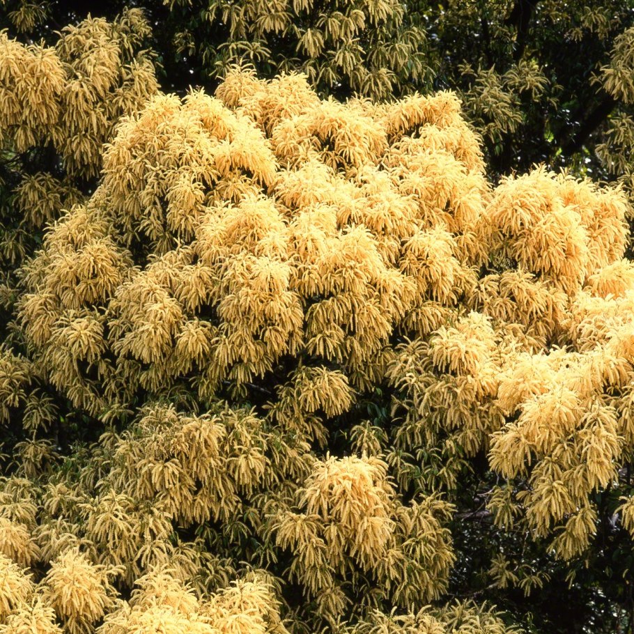 Махил японский (лавровые)