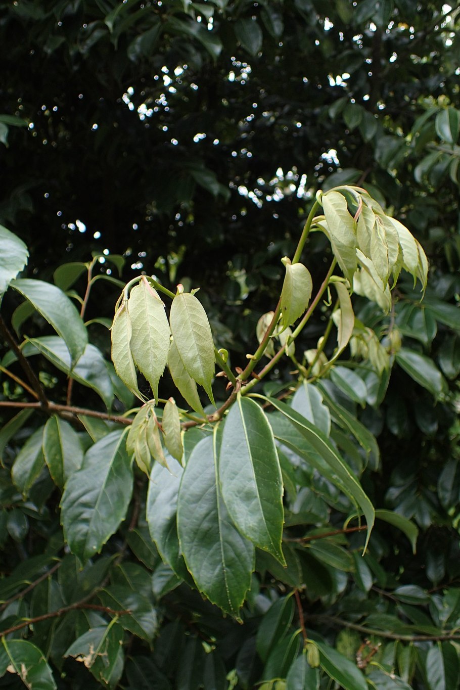 Тутовые Moraceae