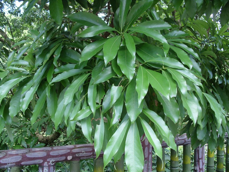 Кастанопсис Корея