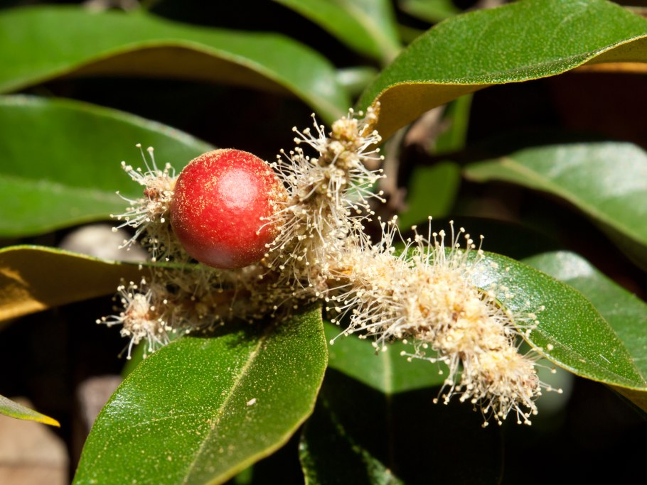 Реликтовые влажные вечнозелёные леса Zimbabwe