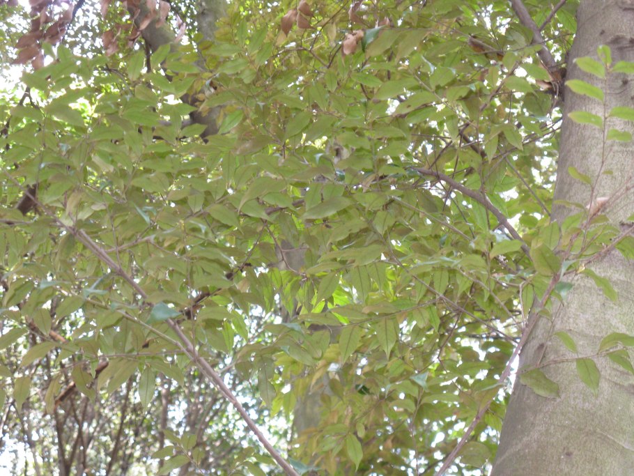 Кастанопсис дерево