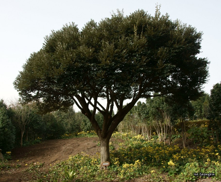 Дерево Castanopsis cuspidata