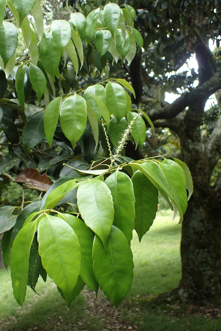 Castanopsis cuspidata