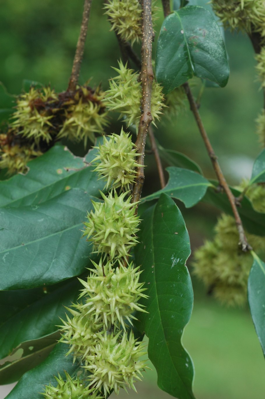 Саженцы бука