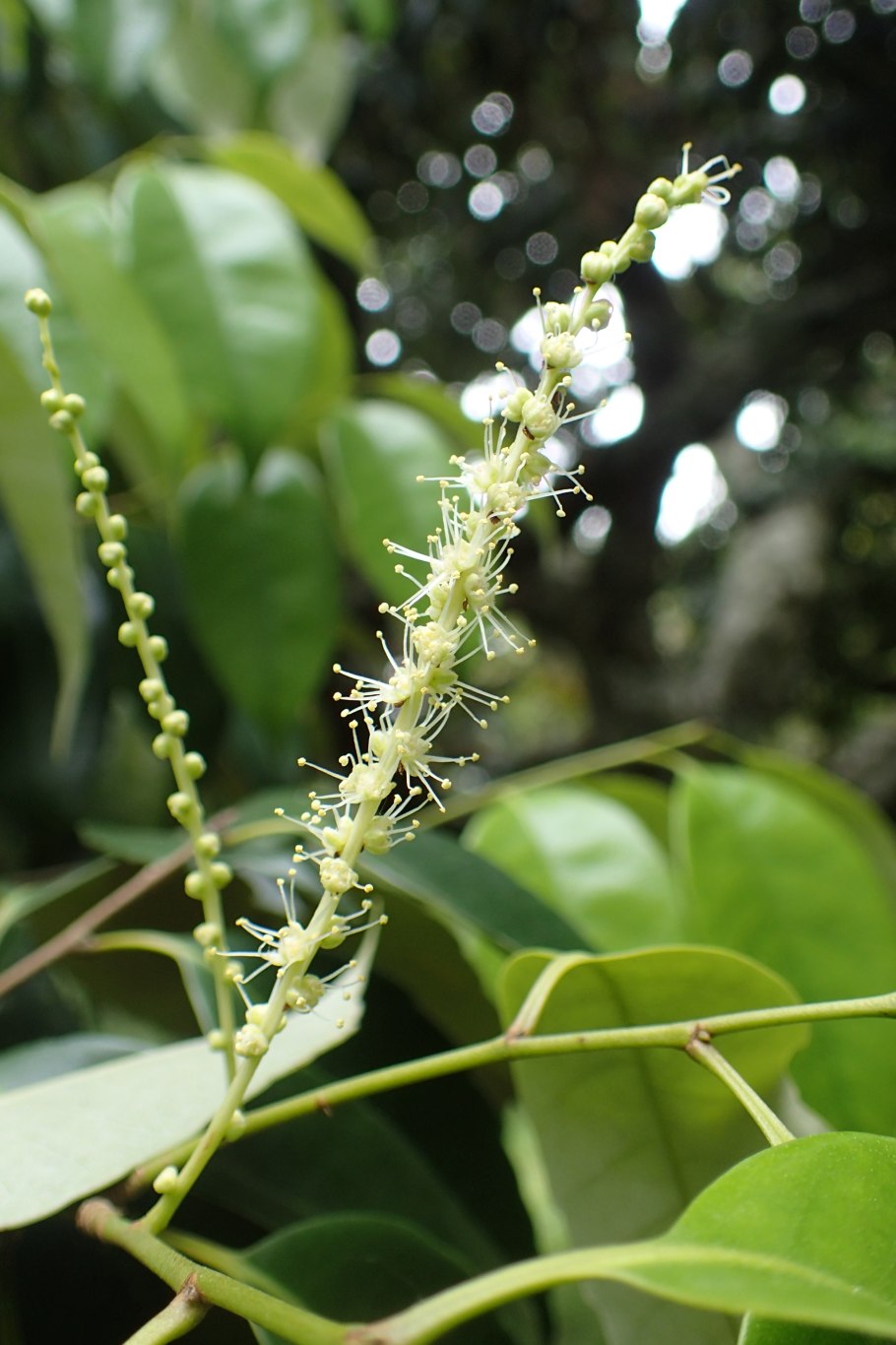 Каштанник остроконечный