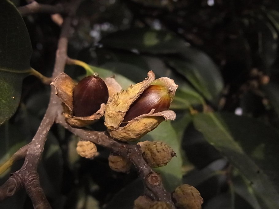 Castanopsis cuspidata (Thunb.) Schottky