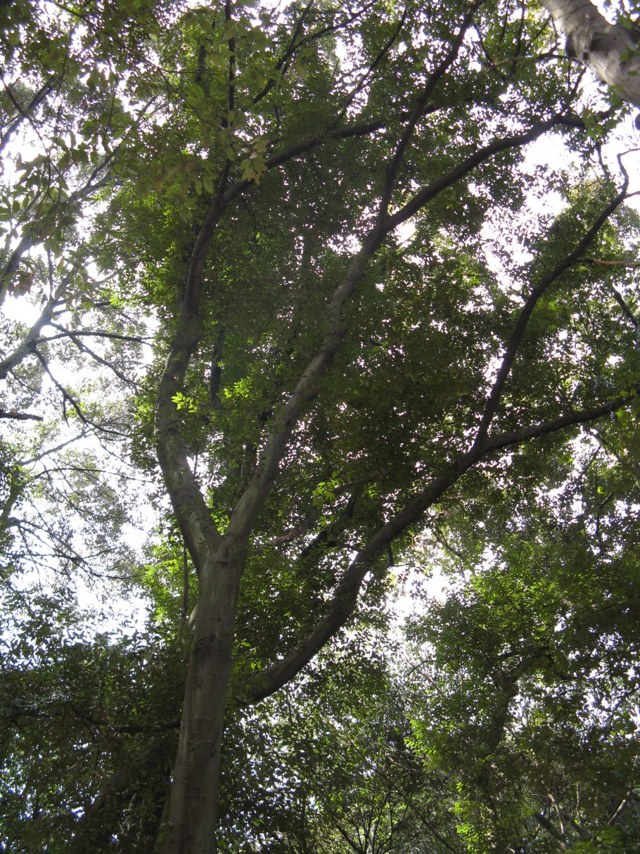 Fagaceae Ботаническая иллюстрация