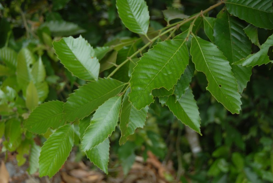 Каштанник Зибольда