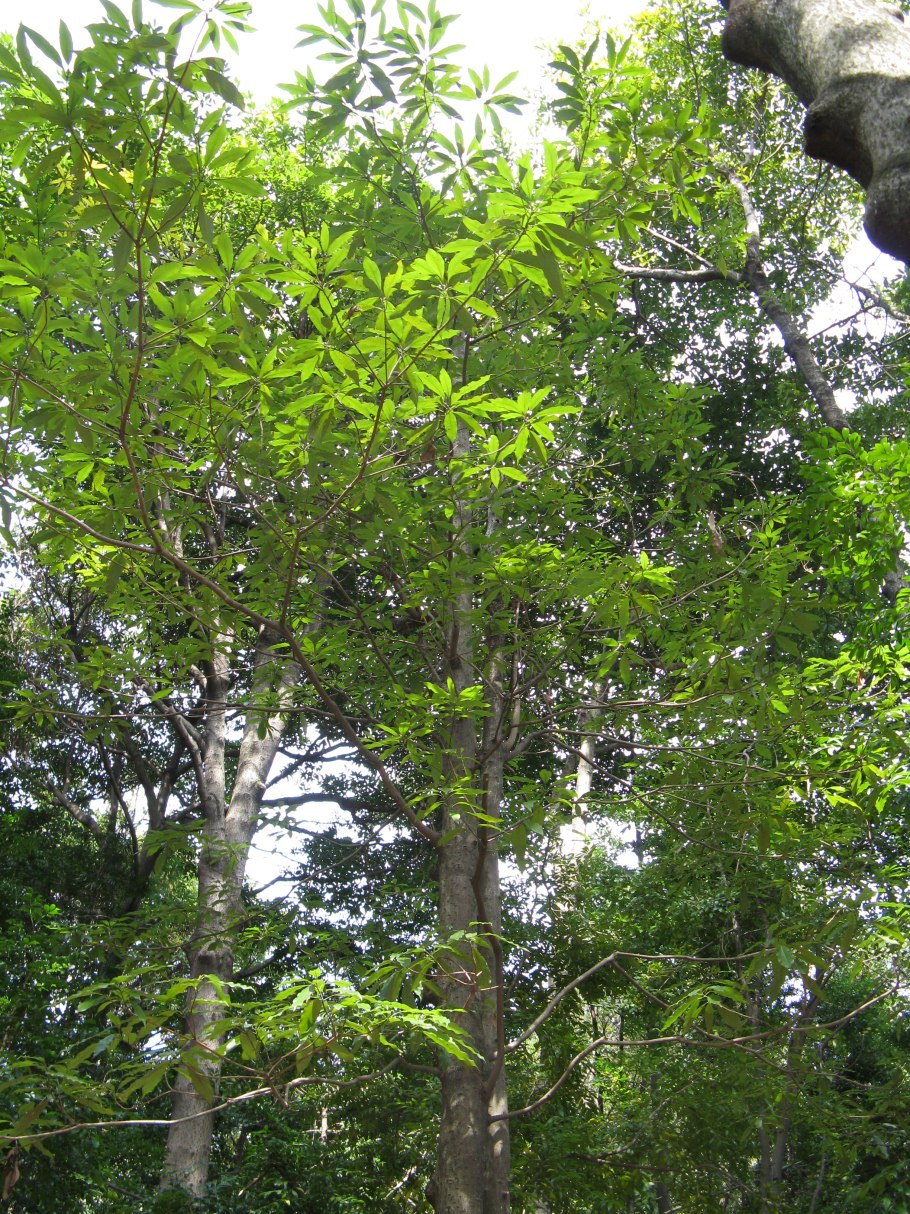 Каштанник Зибольда