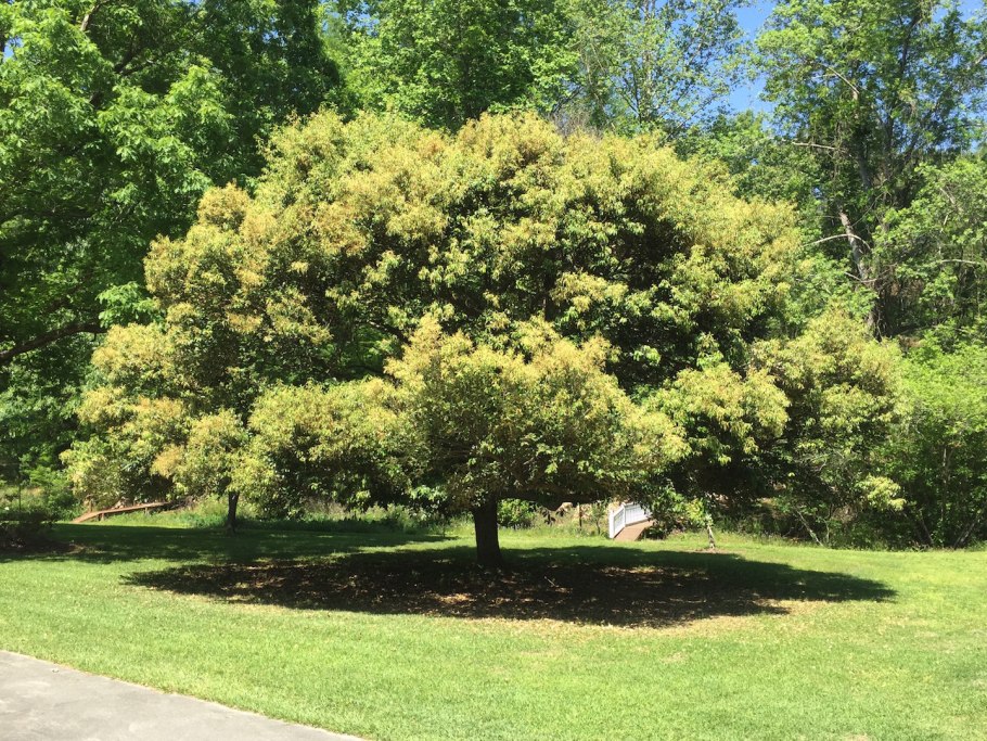 Кастанопсис остроконечный