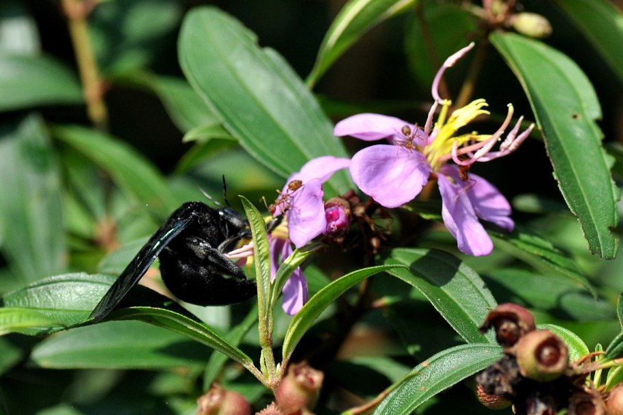 Кастанопсис Корея