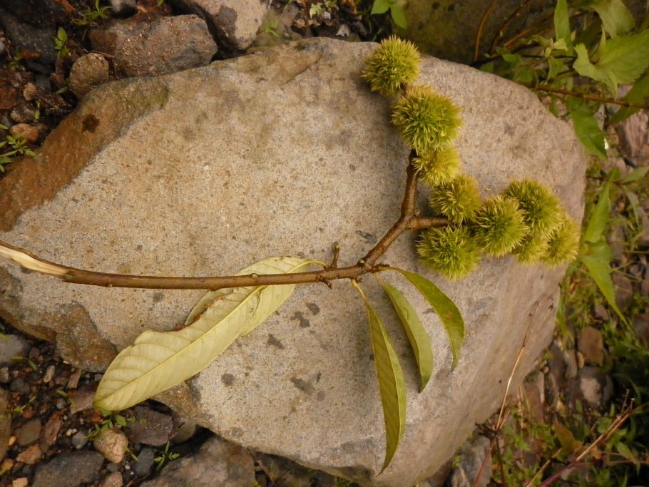 Кастанопсис дерево