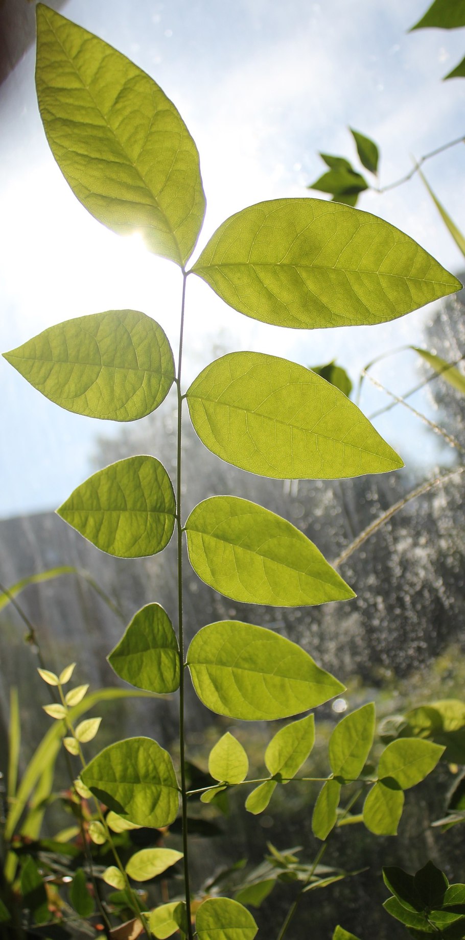 Castanopsis cuspidata