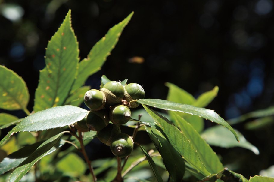 Кастанопсис дерево в Азии