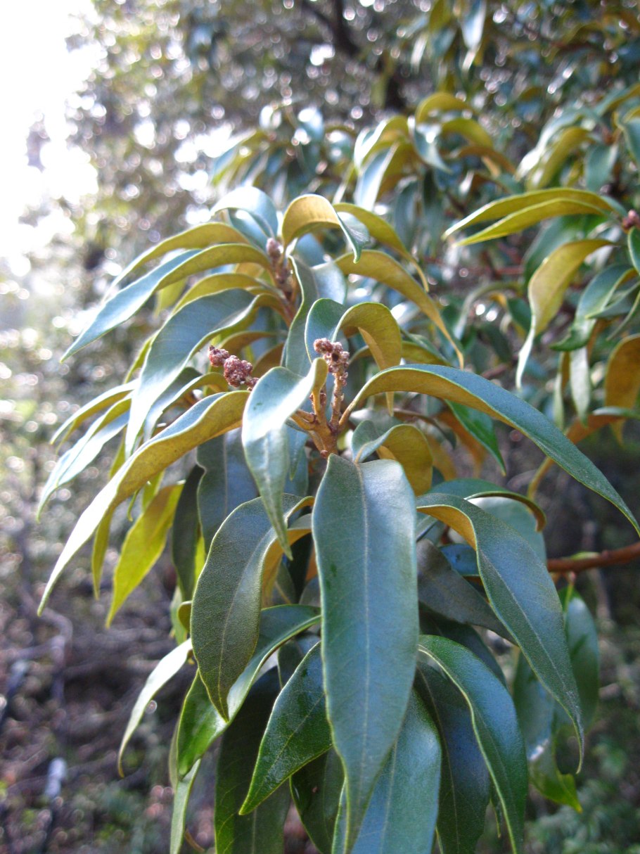 Калина Зибольда Сенека