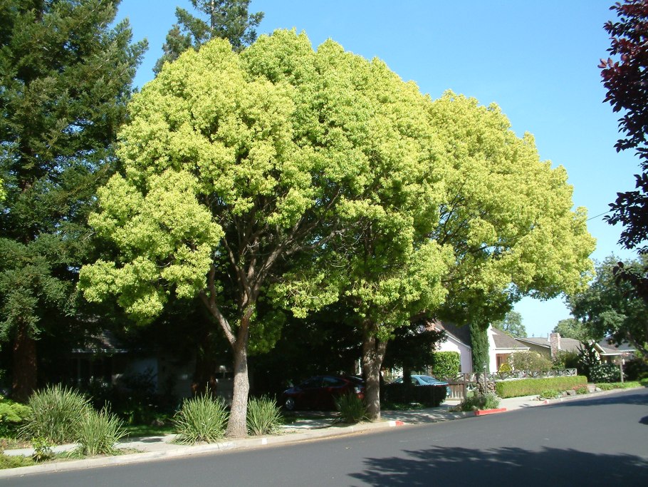Castanopsis cuspidata