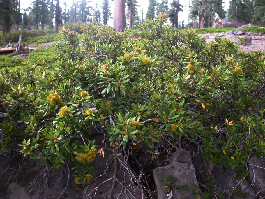 Букоцветные представители