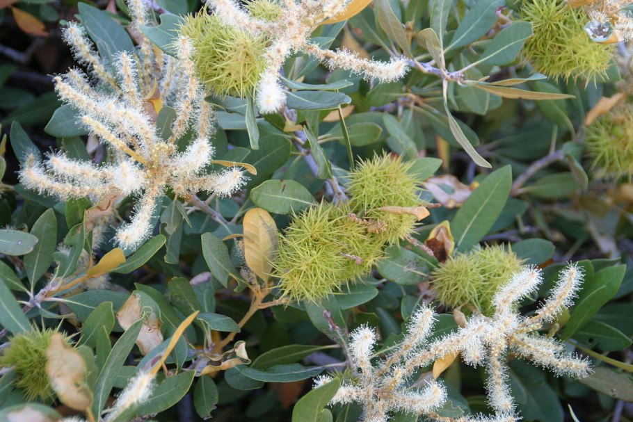 Кампия куст