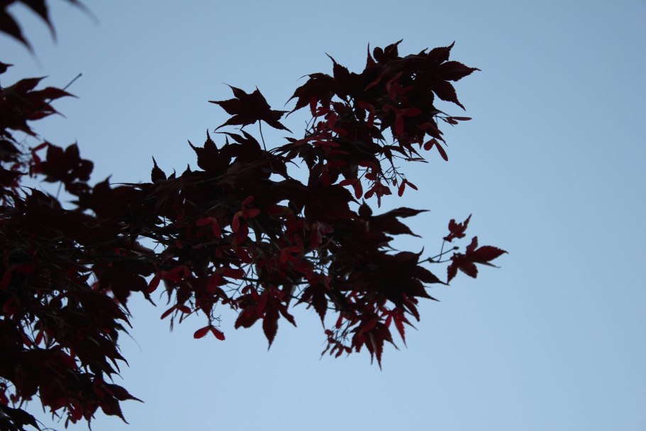 Клен остролистный Фасенс Блэк