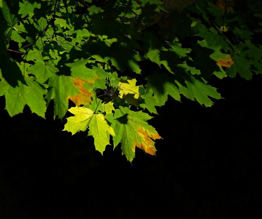 Клен остролистный Фассенс Блэк