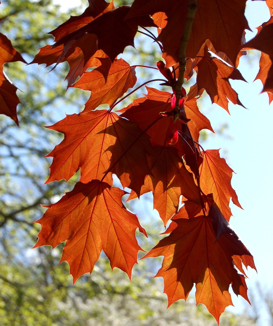 Черный клен черный клен