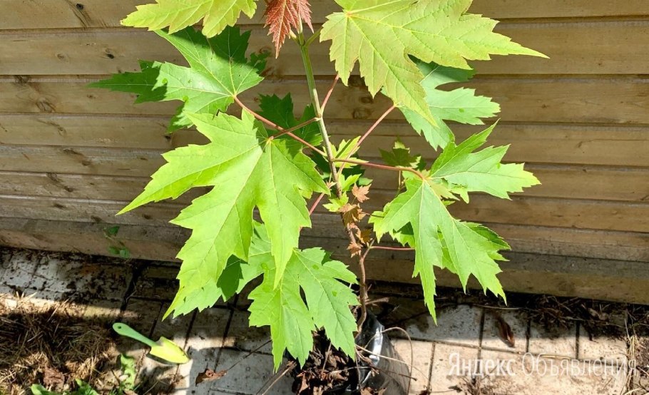 Клен Faassen's Black