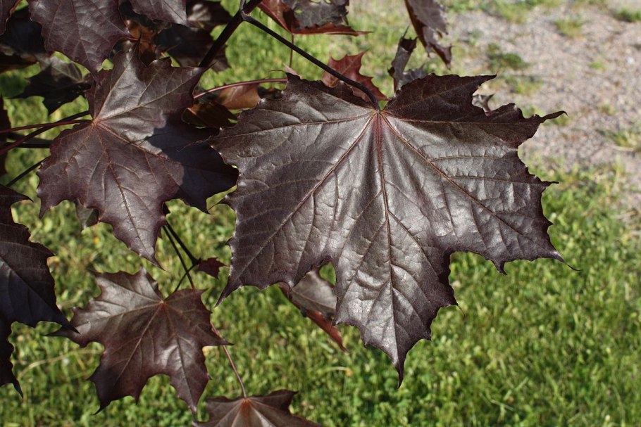 Клён Максимовича