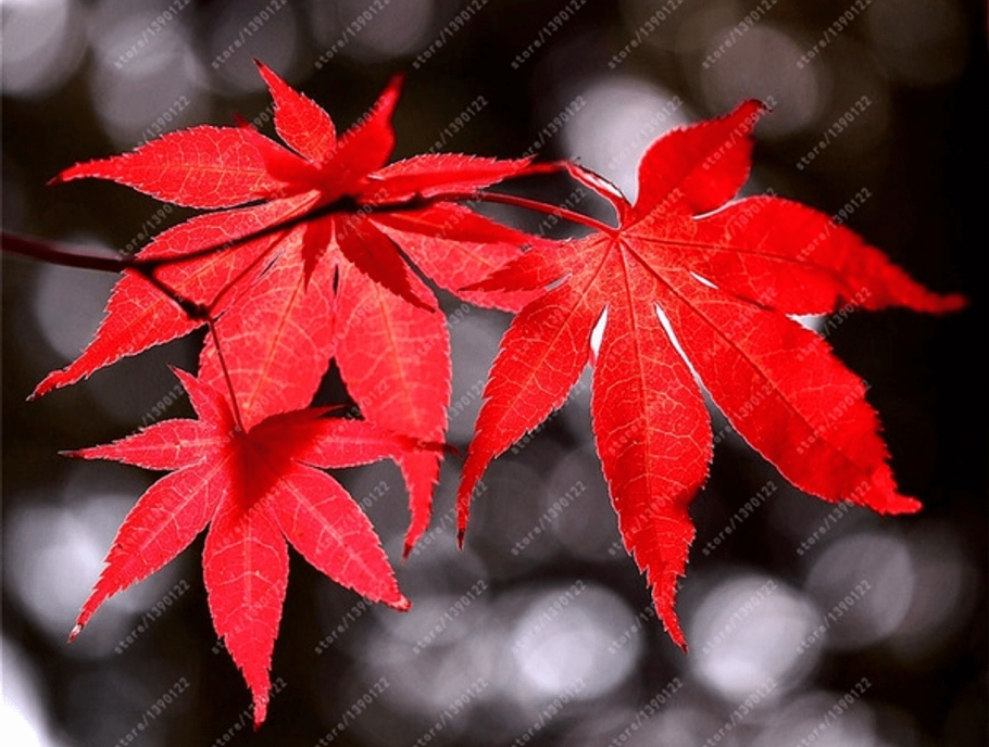 Американский клен сорняк