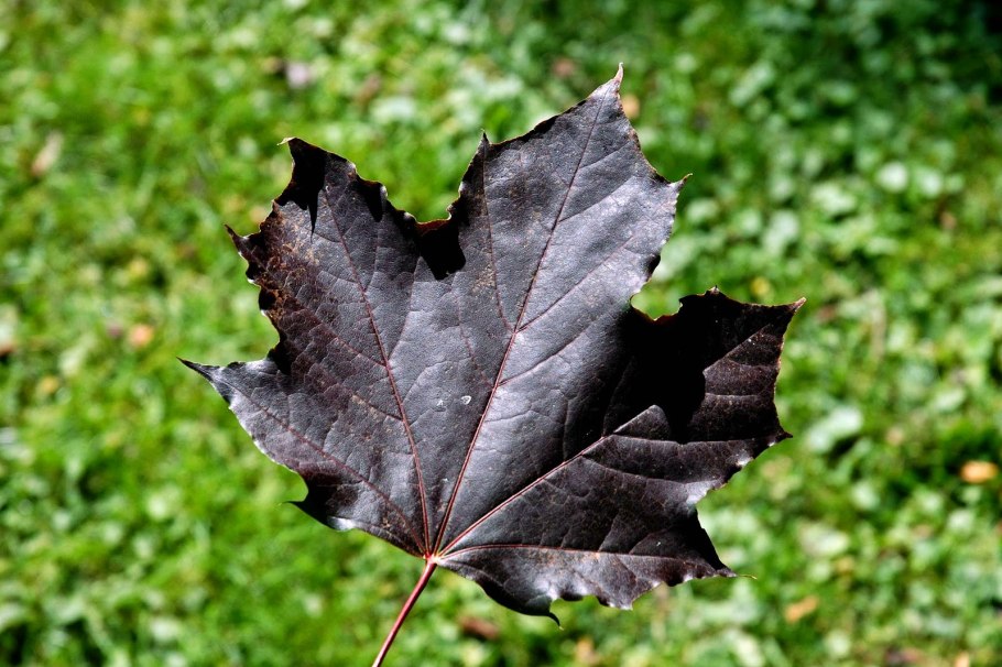 Клен остролистный Роял ред